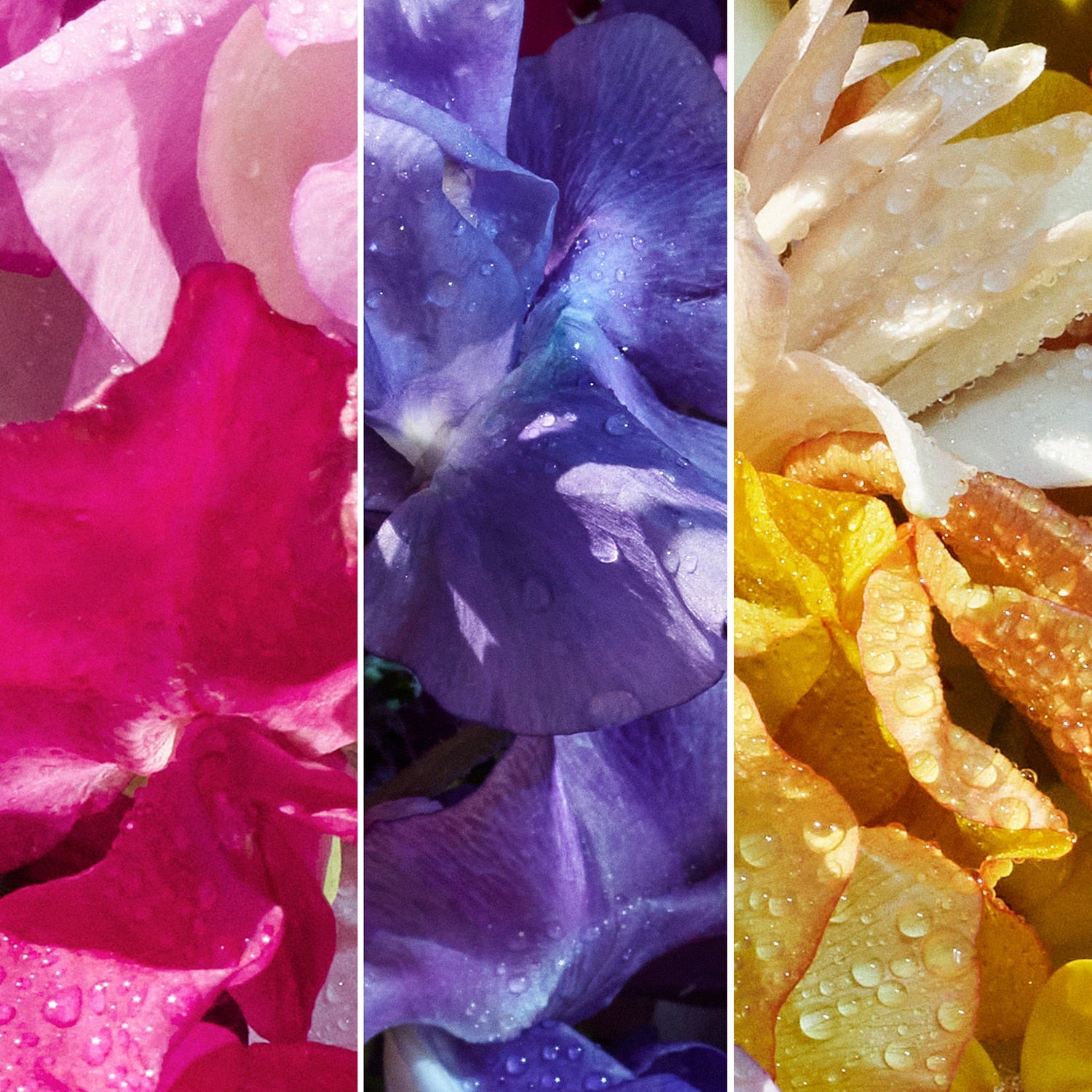 Aqua Allegoria Florabloom Forte 01